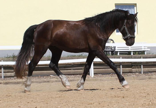 Welsh Cob Valando bij Anne 1